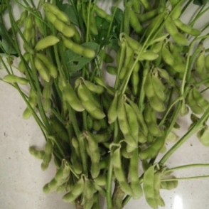 安徽春丰早-毛豆种子