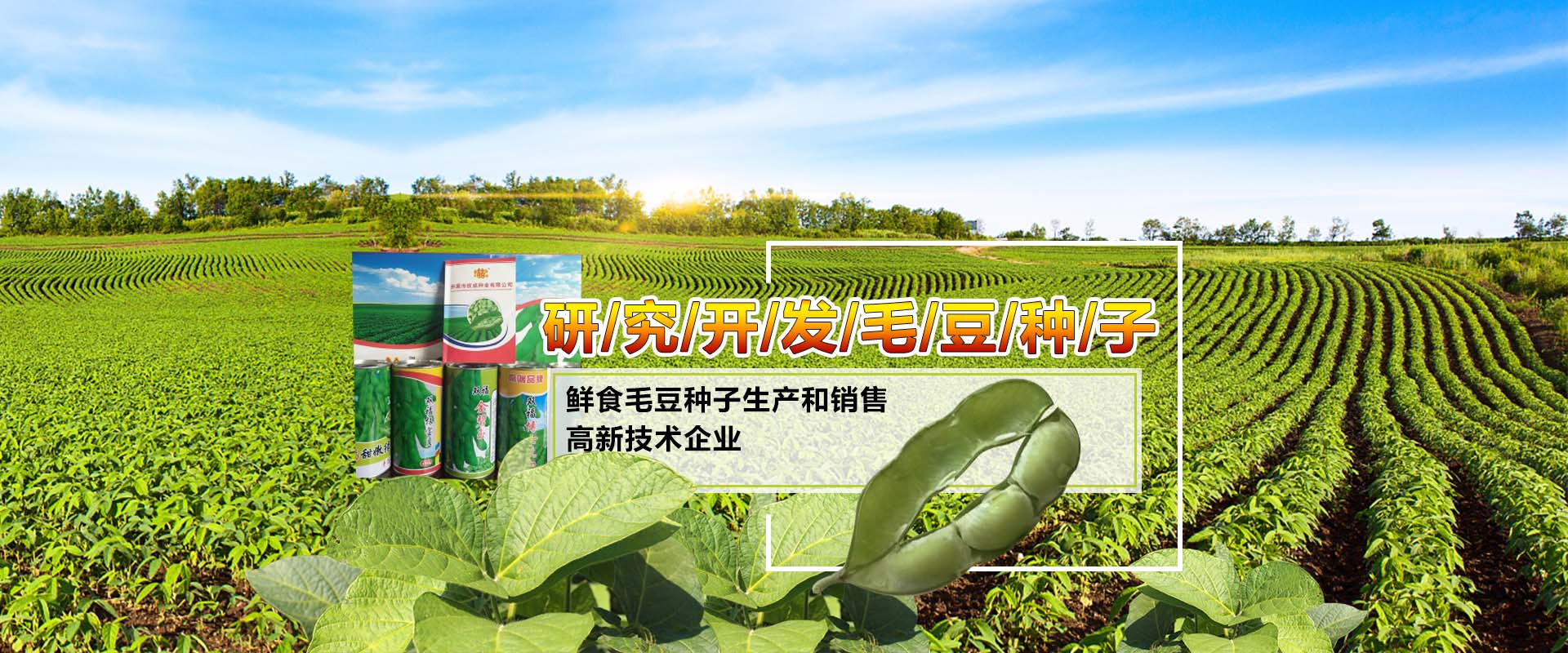 开原毛豆种